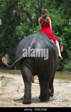 Girl riding an elephant; Chiang Mai, Thailand Stock Photo - Alamy