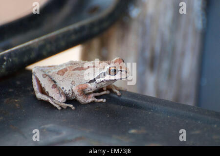 A Pacific Tree Frog has camouflaged itself by turning a brown as it rests on a wheelbarrow bottom photographed near Shelton, WA, USA. Stock Photo