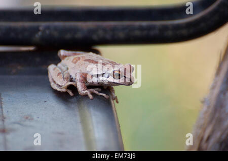 A Pacific Tree Frog has camouflaged itself by turning a brown as it rests on a wheelbarrow bottom photographed near Shelton, WA, USA. Stock Photo