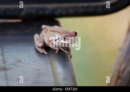 A Pacific Tree Frog has camouflaged itself by turning a brown as it rests on a wheelbarrow bottom photographed near Shelton, WA, USA. Stock Photo