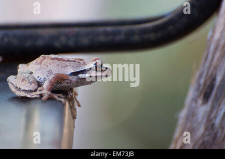 A Pacific Tree Frog has camouflaged itself by turning a brown as it rests on a wheelbarrow bottom photographed near Shelton, WA, USA. Stock Photo