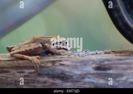 A Pacific Tree Frog has camouflaged itself on an old log covered with lichen photographed near Shelton, WA, USA. Stock Photo