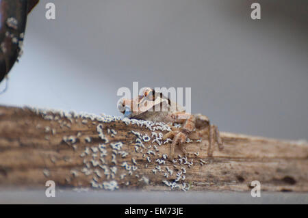 A Pacific Tree Frog has camouflaged itself on an old log covered with lichen photographed near Shelton, WA, USA. Stock Photo