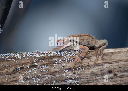 A Pacific Tree Frog has camouflaged itself on an old log covered with lichen photographed near Shelton, WA, USA. Stock Photo