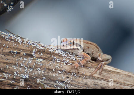 A Pacific Tree Frog has camouflaged itself on an old log covered with lichen photographed near Shelton, WA, USA. Stock Photo