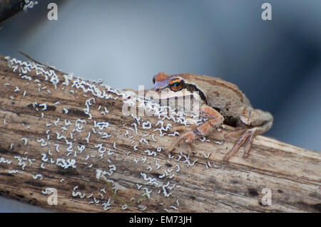 A Pacific Tree Frog has camouflaged itself on an old log covered with lichen photographed near Shelton, WA, USA. Stock Photo