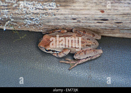 A Pacific Tree Frog has camouflaged itself near an old log covered with lichen photographed near Shelton, WA, USA. Stock Photo