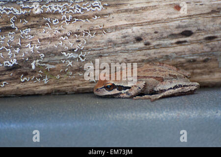 A Pacific Tree Frog has camouflaged itself near an old log covered with lichen photographed near Shelton, WA, USA. Stock Photo