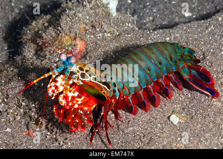 Peacock Mantis Shrimp, Odontodactylus scyllarus, also known as a Harlequin Mantis Shrimp, Painted Mantis Shrimp and Clown Mantis Shrimp. Stock Photo