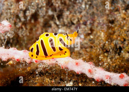 Tiger Ovulid or Tiger Egg Cowry, Cuspivolva tigris, formerly Crenavolva tigris. Tulamben, Bali, Indonesia. Stock Photo