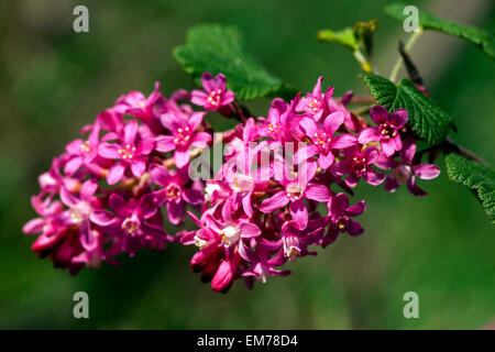 Ribes sanguineum, Flowering currant Stock Photo