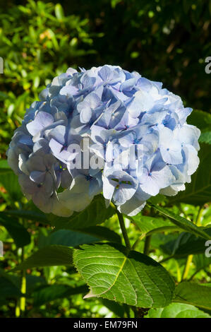 Hydrangea macrophylla, Big Leaf Hydrangea in Sherbrooke, Melbourne, Victoria, Australia Stock Photo