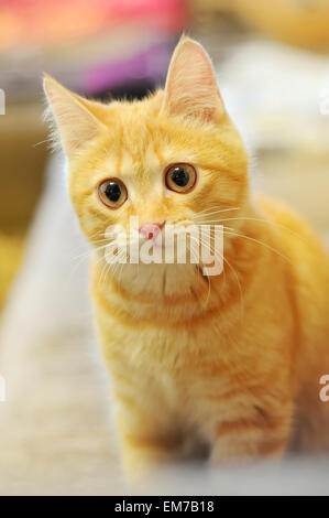 The portrait of pretty red cat in home
