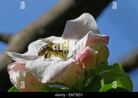 Honey bee going through an apple tree flower Stock Photo