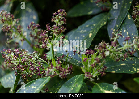 Aucuba japonica Variegata, Spotted laurel Stock Photo