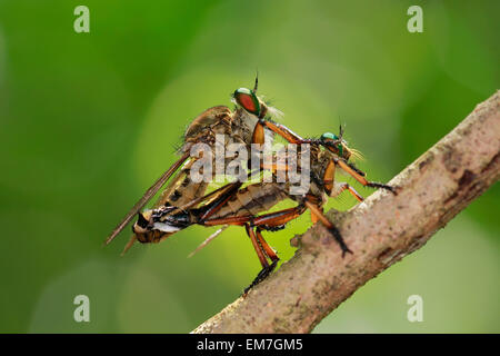 Manado, Indonesia. 23rd Mar, 2013. The robber fly Asilidae are family, Also called assassin flies mating. The 17,000 islands that comprise the nation of Indonesia stretch more than 3,000 miles along the equator, bridging Asia and Australasia with mind-boggling 250,000 species of insects. Indonesia tops the global charts for “endemism”or the number of species found here and nowhere else in the world. © Bobby Worotikan/Pacific Press/Alamy Live News Stock Photo