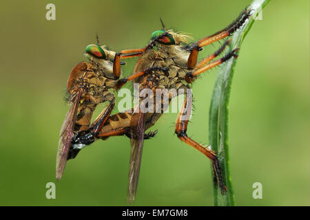 Manado, Indonesia. 20th Aug, 2012. The robber fly Asilidae are family, Also called assassin flies mating. The 17,000 islands that comprise the nation of Indonesia stretch more than 3,000 miles along the equator, bridging Asia and Australasia with mind-boggling 250,000 species of insects. Indonesia tops the global charts for “endemism”or the number of species found here and nowhere else in the world. © Bobby Worotikan/Pacific Press/Alamy Live News Stock Photo