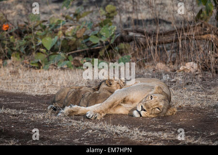 Asiatic lion (Panthera leo persica), female suckling her cubs, Gir Interpretation Zone or Devalia Safari Park Stock Photo