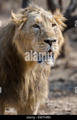 Asiatic lion (Panthera leo persica), male, Gir Interpretation Zone or Devalia Safari Park, Gir Forest National Park Stock Photo