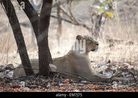 Asiatic lion (Panthera leo persica) resting under a tree, female, Gir Interpretation Zone or Devalia, Gir Forest National Park Stock Photo