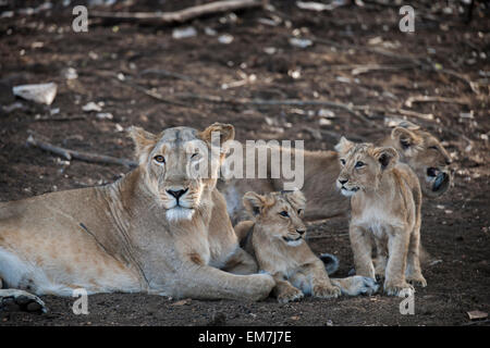 Asiatic lion (Panthera leo persica), female, lioness with her cubs, Gir Interpretation Zone or Devalia Safari Park Stock Photo