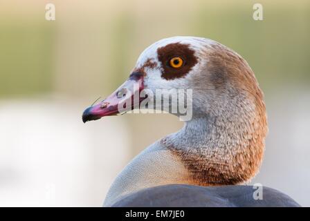 Egyptian goose (Alopochen aegyptiacus), portrait, Hesse, Germany Stock Photo