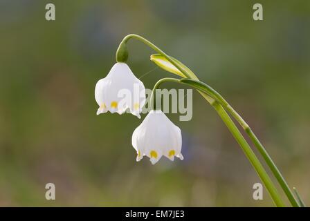 Spring Snowflake (Leucojum vernum), Germany Stock Photo