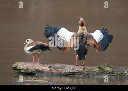 Egyptian Geese (Alopochen aegyptiacus), courting, Hesse, Germany Stock Photo