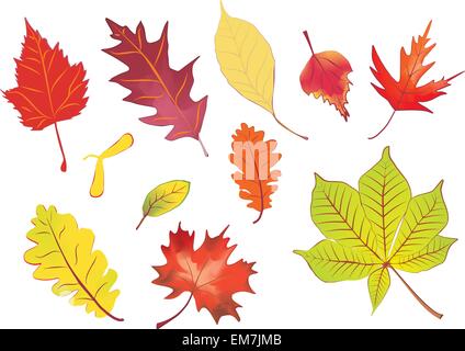 set of isolated autumn leaves vector illustration Stock Vector
