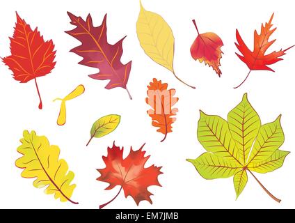 Vector autumn leaves. Isolated illustration element. Leaf plant ...