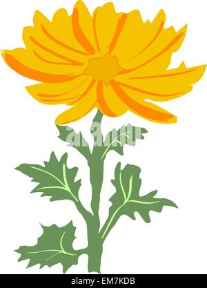 Chrysanthemum Stock Vector