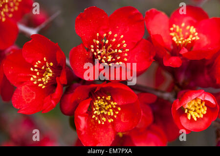 Chaenomeles Flowers Chaenomeles Nicoline Red Quince Chaenomeles x superba Nicoline Spring Blossom Close up Japanese quince blossoms Flowering Quince Stock Photo