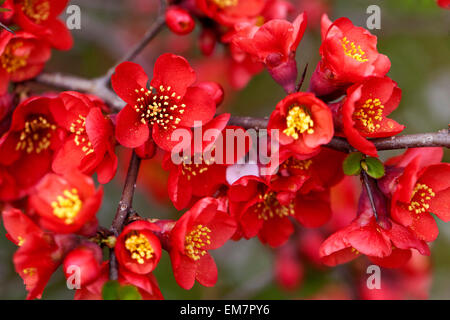 Red Japanese quince blooming Chaenomeles speciosa Simonii blossom Chaenomeles japonica Stock Photo