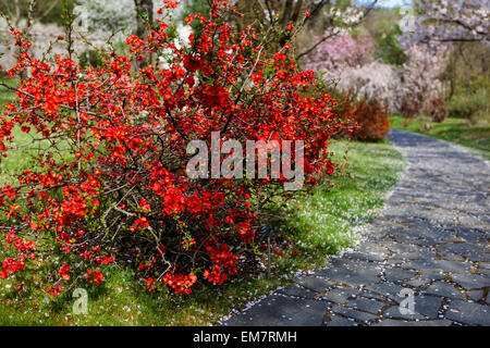 Blooming japanese quince Chaenomeles japonica at a garden path under Cherry tree flowering falling blossoms garden scene in Spring Scenery Red Shrubs Stock Photo