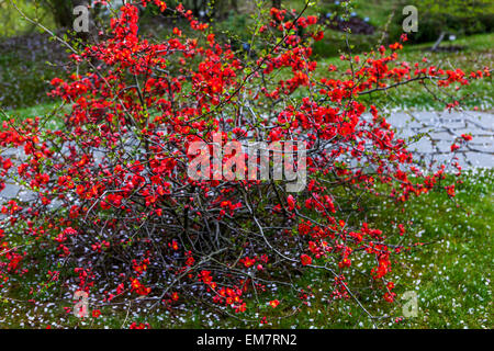 Flowering Japanese quince Chaenomeles japonica blossoms on a shrub in early spring growing by the garden path Stock Photo