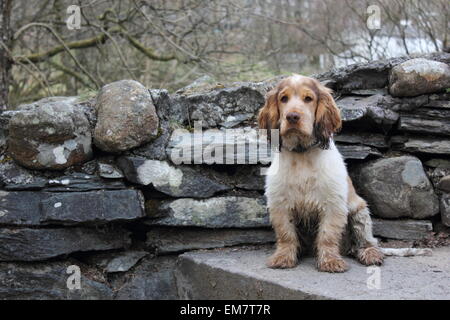 Muddy cocker spaniel puppy sitting on a step Stock Photo