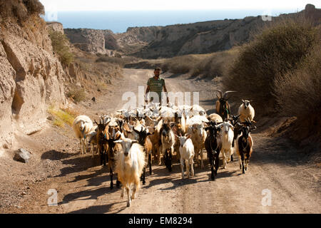 Griechenland, Kykladen, Santorini, Akrotiri, Ziegenherde an der Südküste