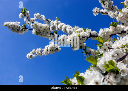 Blossoming cherry tree Stock Photo