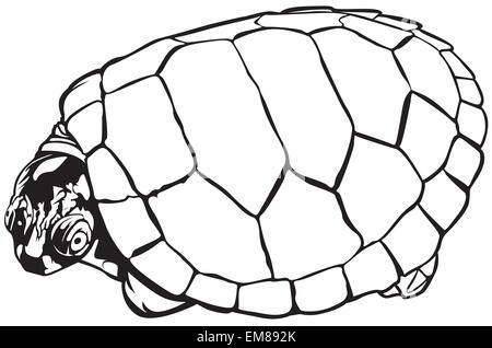 Turtle Stock Vector