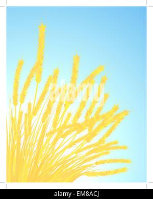 Ears of wheat Stock Vector