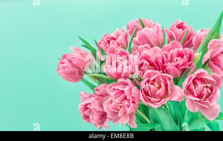 pink tulip flowers with water drops over turquoise background. spring bouquet Stock Photo