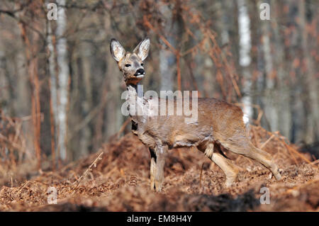 Roe deer Stock Photo