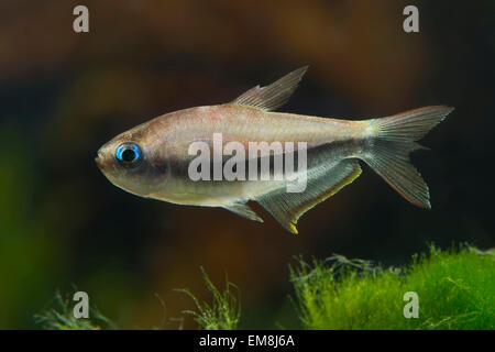 Nematobrycon palmeri,Kaiser Tetra,Emperor tetra Stock Photo