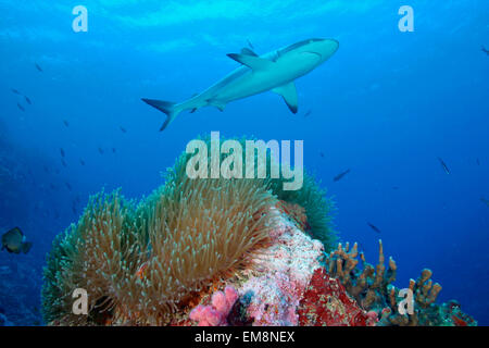 Shark jaw hi-res stock photography and images - Alamy
