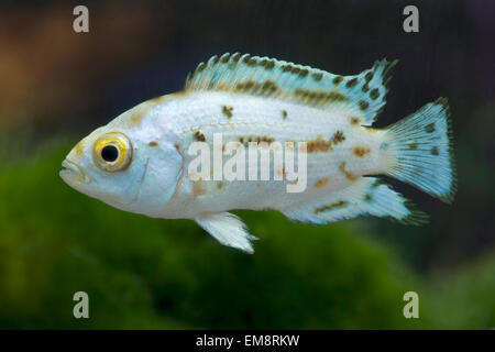 Rocio octofasciata Blue Dempsey,Schwarzgebaenderter Buntbarsch,Jack Dempsey Cichlid Stock Photo