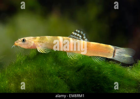 Schmerle Stock Photo 262010914 Alamy