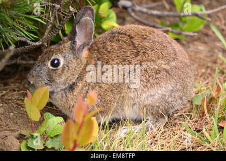 Wild Rabbit 7 Stock Photo