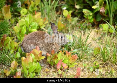 Wild Rabbit 6 Stock Photo