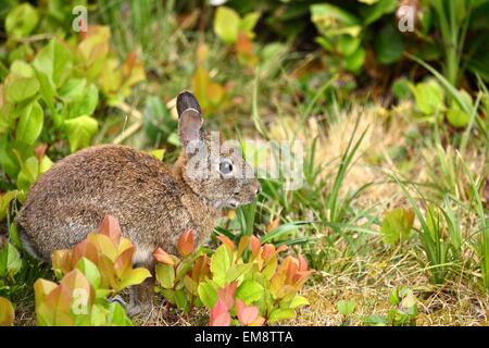 Wild Rabbit 4 Stock Photo