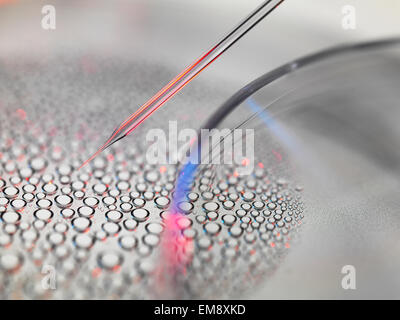 Stem cell research, nuclear transfer of embryonic stem cells from petri dish used in cloning for medical research Stock Photo